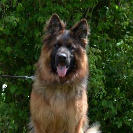 Galla - German Shepherd