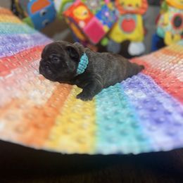 Cadbury - Brindle French Bulldog puppy in Shields, Michigan from Mid-Michigan Frenchies