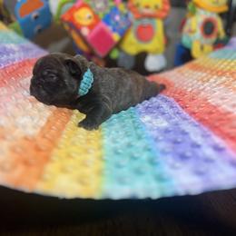 Cadbury - Brindle French Bulldog puppy in Shields, Michigan from Mid-Michigan Frenchies