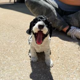 Mikey - Black male Australian Labradoodle puppy in Wamego, Kansas from Doodles of Oz
