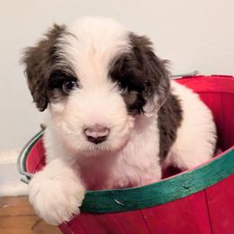 Bethany - Brown and white female Aussiedoodle puppy in Pamplin, Virginia from Hope & Joy Acres