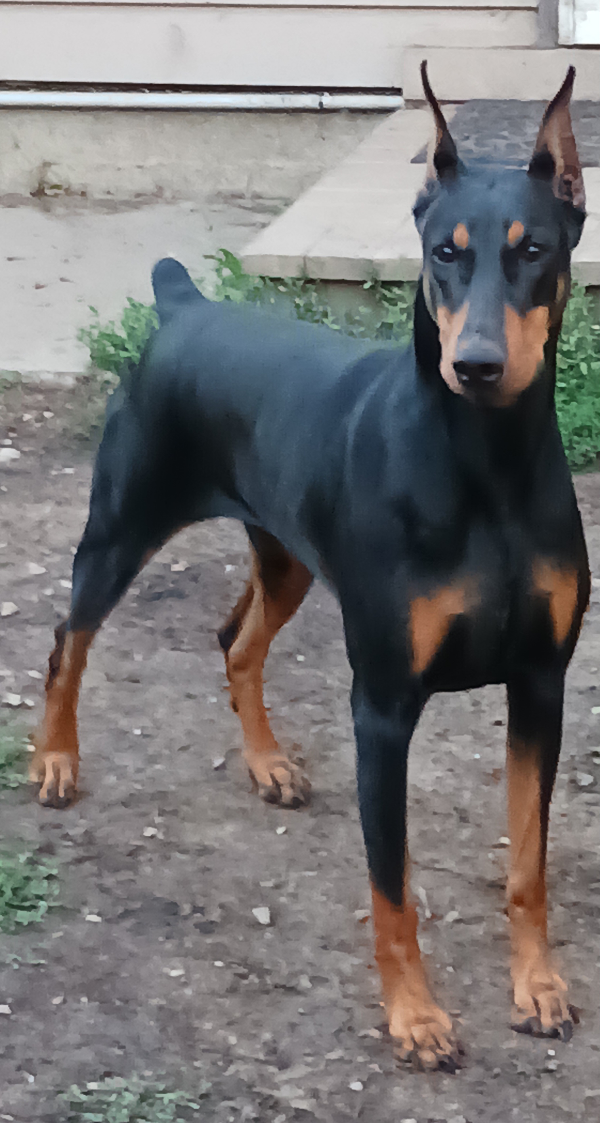 Avery - Doberman Pinscher