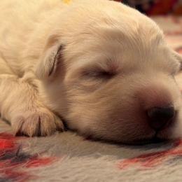 Girl 3 - White female German Shepherd puppy in Valley Springs, South Dakota from Von Pasch German Shepherds