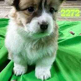 Puppy 3 - Sable female Pembroke Welsh Corgi puppy in Port Republic, Maryland from Bestfurends
