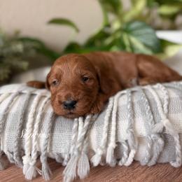 Sunrise - Red  female Goldendoodle puppy in Las Vegas, Nevada from Dose of Doodles