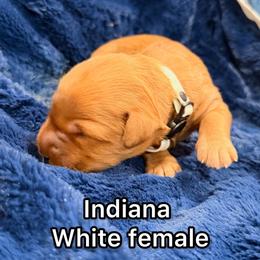 White - Dark golden female Golden Retriever puppy in Salt Lake City, Utah from Soaring golden retrievers