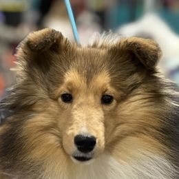 Tiffany - Shetland Sheepdog