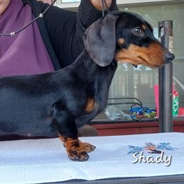 Shady - Dachshund