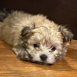 Morkie Puppies from Derisha's Morkies