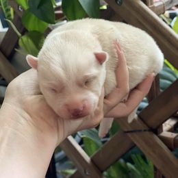 Aspen - White female Pomsky puppy in Stockton, Utah from Mischa Nelson