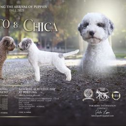 Pink - Orange female Lagotto Romagnolo puppy in Micanopy, Florida from Fortuna Farms