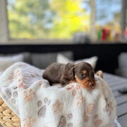 Rocky Road - Chocolate and tan female Dachshund puppy in Greenville, North Carolina from The Gorman Farms