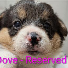 Dove - Black and tan female Pembroke Welsh Corgi puppy in Berkeley Springs, West Virginia from Hummingbird Farm