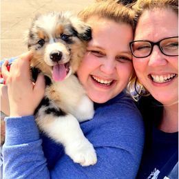 Australian Shepherd Puppies from Great Spirit Aussies