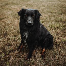 Lennie - Australian Shepherd