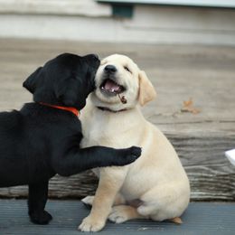Australian Shepherd and Labrador Retriever Puppies from Wheatland Dog Center