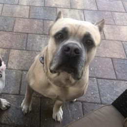 Cane Corso from Nysa Cane Corso