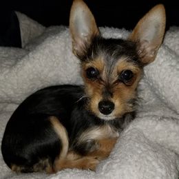 Companion Crosses from Sophia's Pets