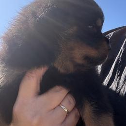 Male 941 - Black and mahogany male Rottweiler puppy in Ocala, Florida from Southeast Companion & Protection Dogs