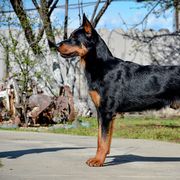 Beaucerons and Cane Corso from Svajonė Kennels