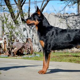 Beaucerons and Cane Corso from Svajonė Kennels
