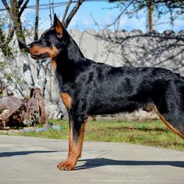 Beaucerons and Cane Corso from Svajonė Kennels