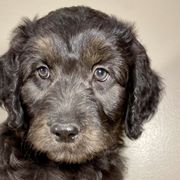 Shortbread - Black Bordoodle puppy in Lake Benton, Minnesota from Breezy Ridge Bordoodles
