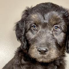Shortbread - Black Bordoodle puppy in Lake Benton, Minnesota from Breezy Ridge Bordoodles