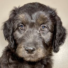 Shortbread - Black Bordoodle puppy in Lake Benton, Minnesota from Breezy Ridge Bordoodles