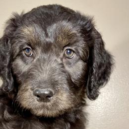 Shortbread - Black Bordoodle puppy in Lake Benton, Minnesota from Breezy Ridge Bordoodles