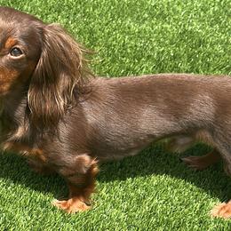 Dachshunds from Seleners Wieners