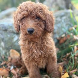 Hocus - Apricot male Goldendoodle puppy in Killingly, Connecticut from Woodland Acres