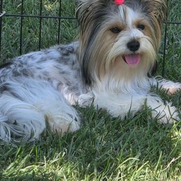 Lady Shimmer - Biewer Terrier