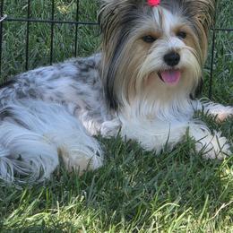 Lady Shimmer - Biewer Terrier