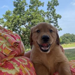 Red Boy - Dark golden male Golden Retriever puppy in Davisboro, Georgia from Ginger Snap Golden Retrievers