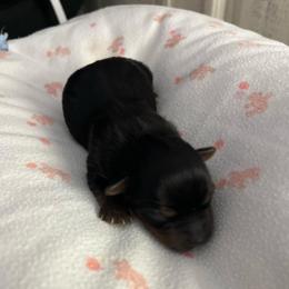 Girl - Blue and gold female Yorkshire Terrier puppy in Laughlin, Nevada from Dani’s Yorkie’s