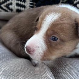 American Corgis and Companion Crosses from R and b corgis and farm