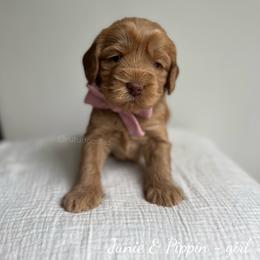 Breezy - Caramel female Australian Labradoodle puppy in Belding, Michigan from Rutu Australian Labradoodles