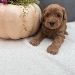 Honey - Red female Australian Labradoodle puppy in Denton, Texas from Liberty Hill Labradoodles