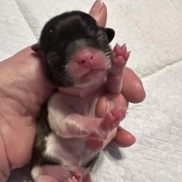 Pink - - Black and white female Shih Tzu puppy in Mays Landing, New Jersey from Fancy Paws Shorkies & Shih Tzus