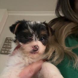 Female 3- Jazzie - Black & tan tri-color female Morkie puppy in Pittsburgh, Pennsylvania from Maria's Morkies & More