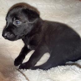 Zydeco - Black brindle male Dutch Shepherd puppy in Saint Amant, Louisiana from Mercy Kennels