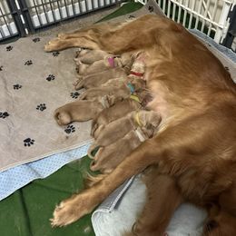 Yellow - Dark golden female Golden Retriever puppy in Indianapolis, Indiana from ZuGolden Retrievers & Doodles