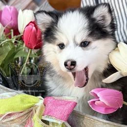 Monarch Lasso - Black and white male Pomsky puppy in Greeley, Colorado from Monarch Pomskies | Northern Colorado
