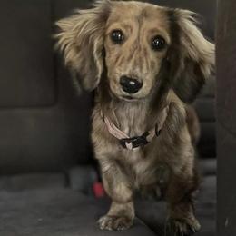 Dachshunds and Pembroke Welsh Corgis from Austin's Pups