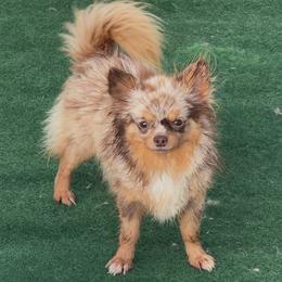 Wonka - Chihuahua