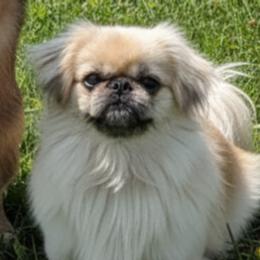 Bella - Pekingese