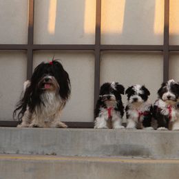 Havanese Puppies from La Brisa Havanese