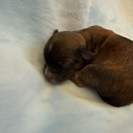 Agate - Gold sable male Havana Silk Dog puppy in Marlboro, Vermont from Maplewood Silks