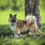 Raina - Icelandic Sheepdog
